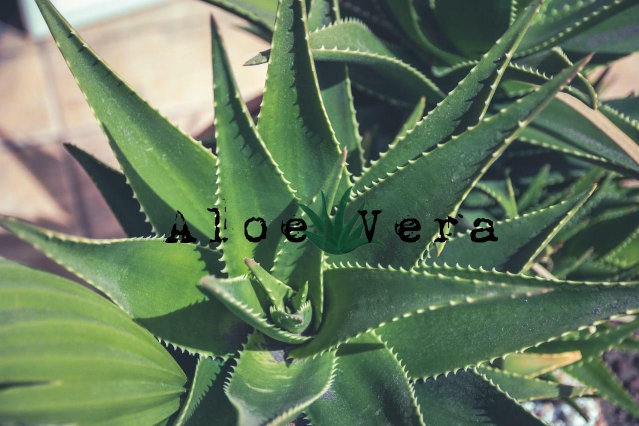 Aloe Vera Shared House エル・メダノ エクステリア 写真